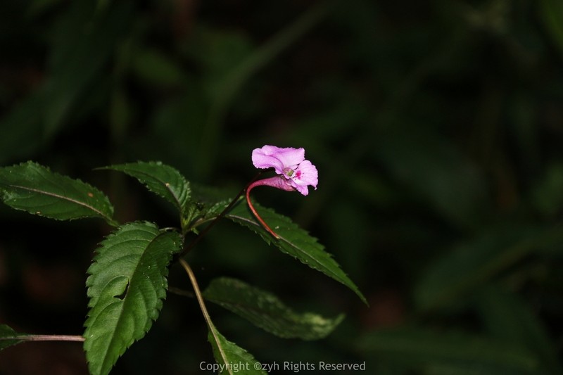 Impatiens macrovexilla photo 6