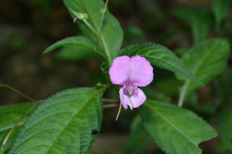 Impatiens macrovexilla photo 7