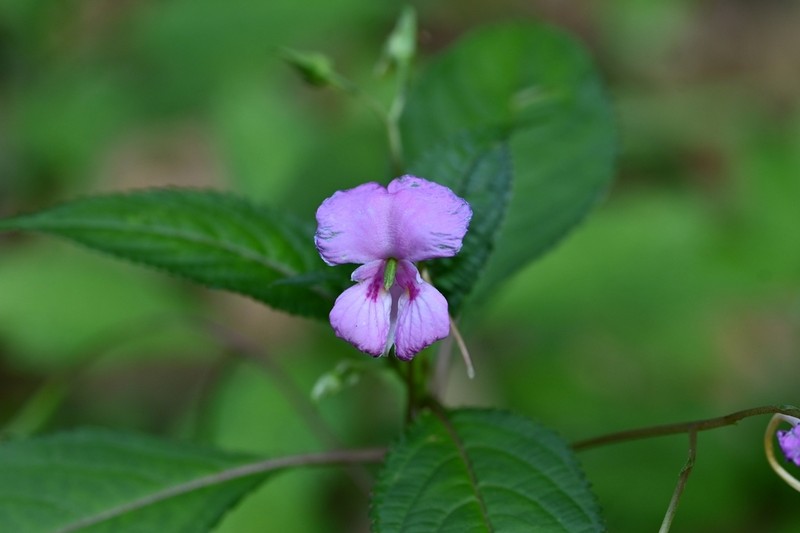 Impatiens macrovexilla photo 8