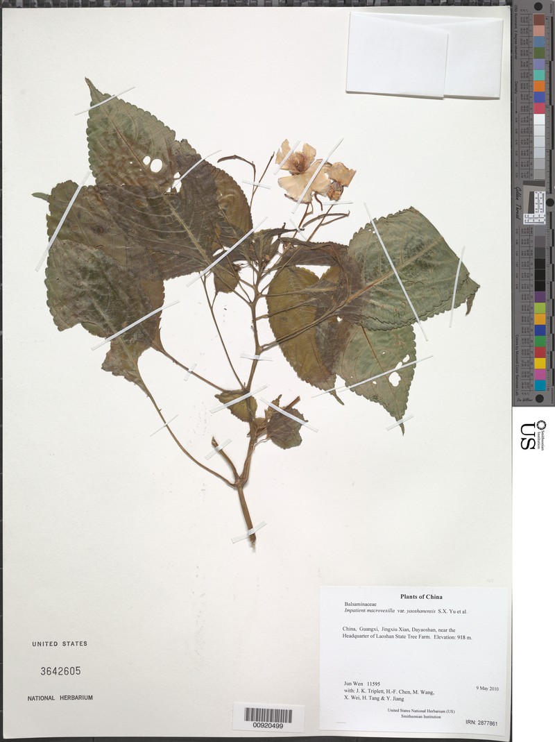 Impatiens macrovexilla var. yaoshanensis