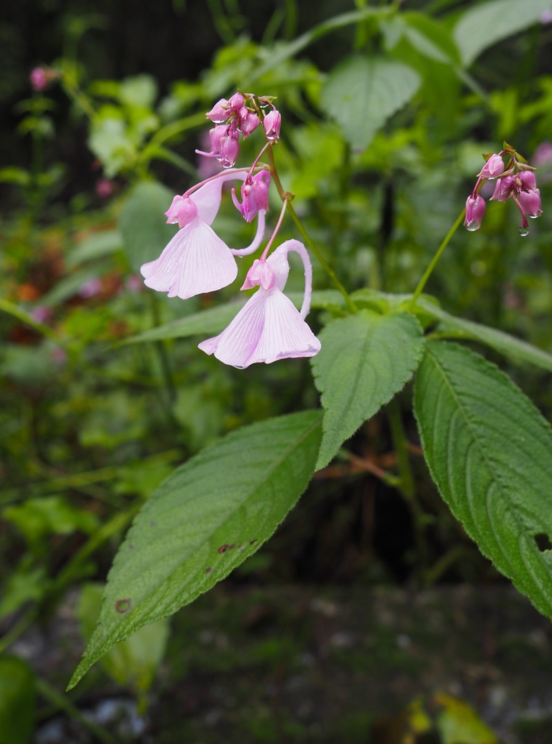 Impatiens maculata