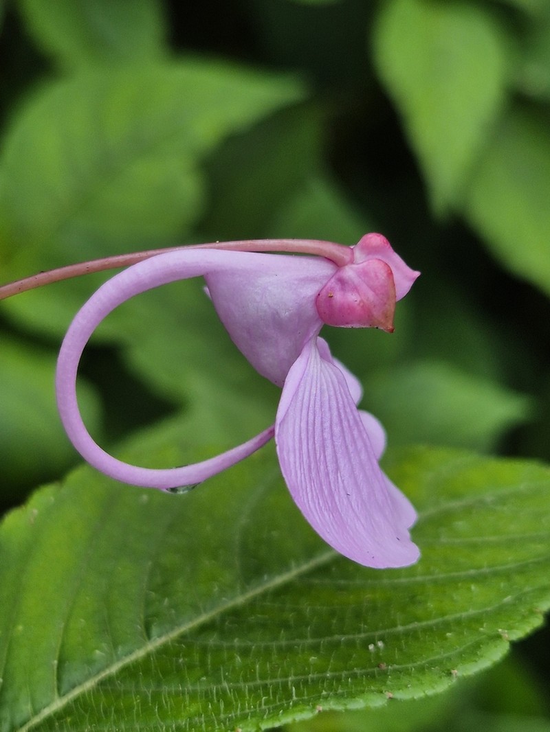 Impatiens maculata photo 2