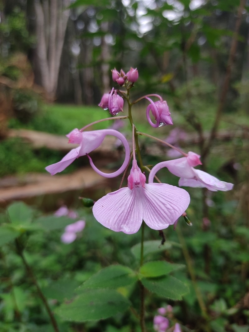 Impatiens maculata photo 3