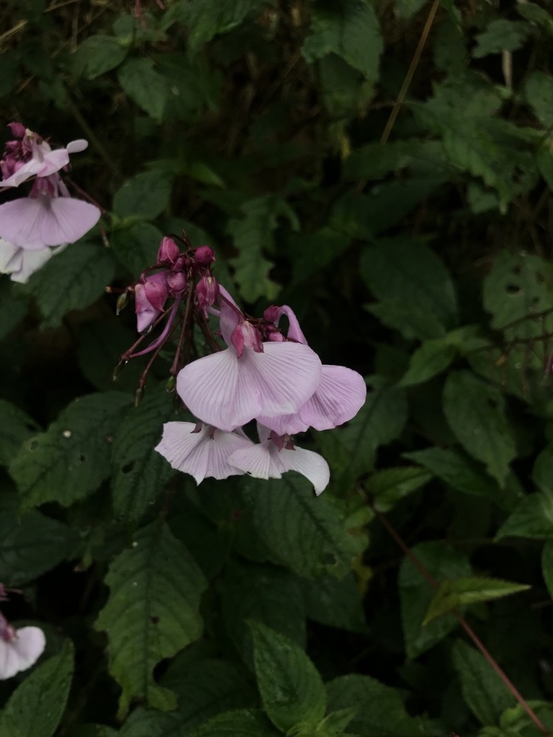 Impatiens maculata photo 4