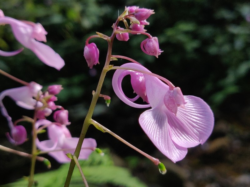 Impatiens maculata photo 5