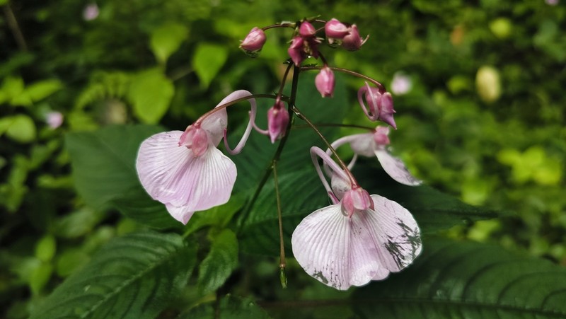 Impatiens maculata photo 6