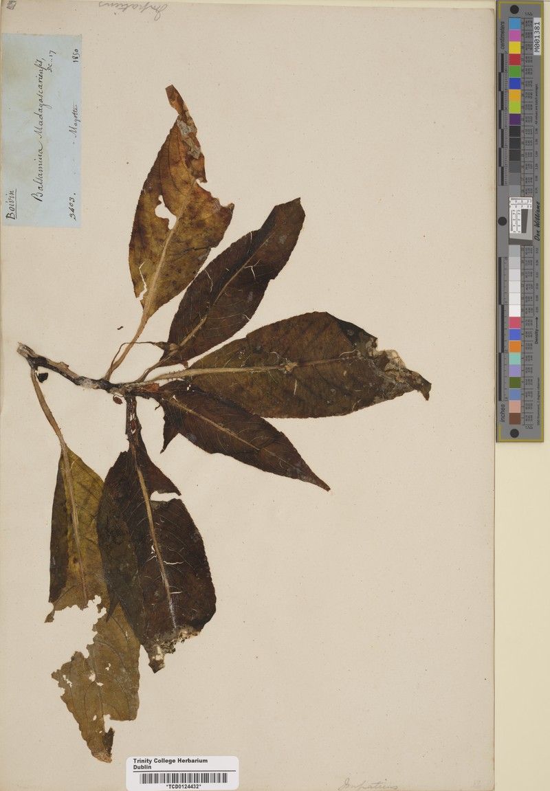 Impatiens madagascariensis
