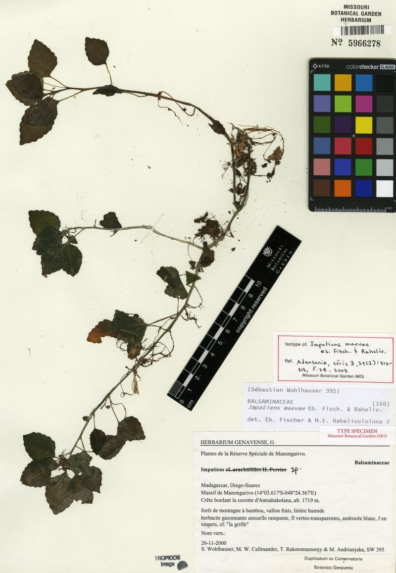 Impatiens maevae