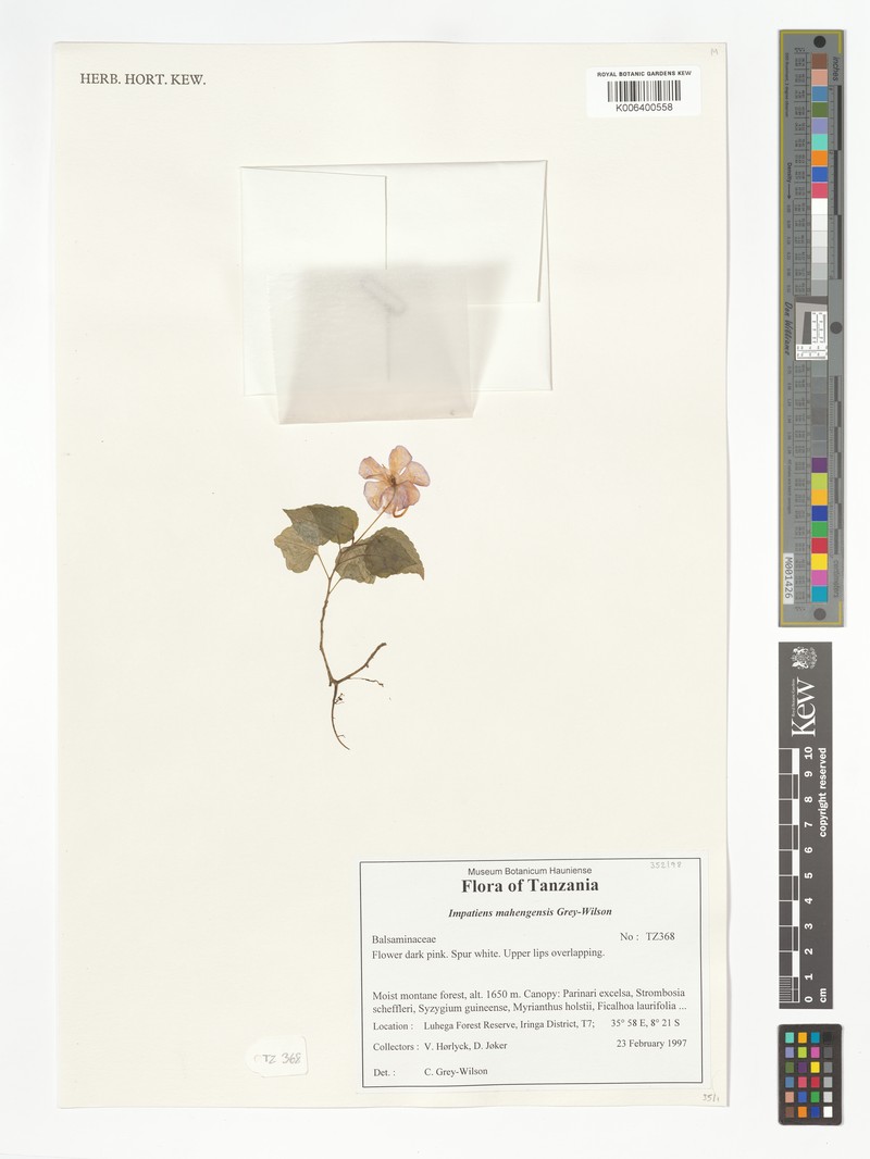 Impatiens mahengeensis