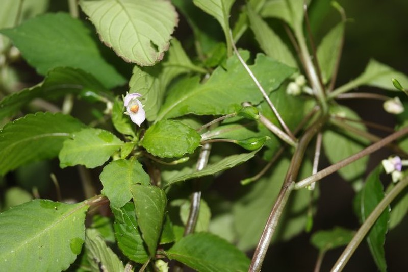 Impatiens majungensis