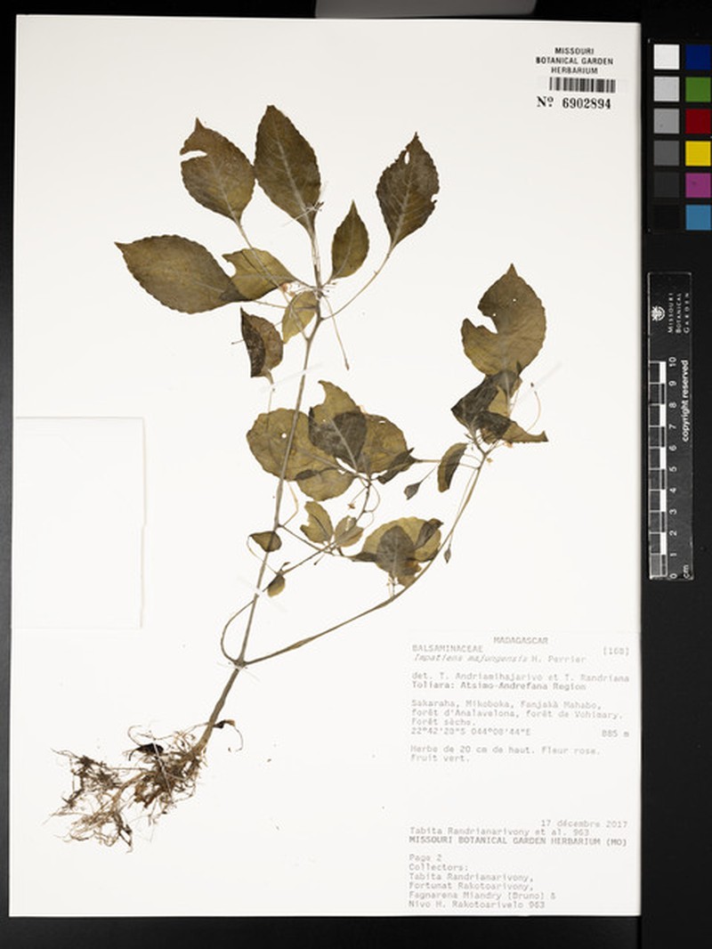 Impatiens majungensis photo 2