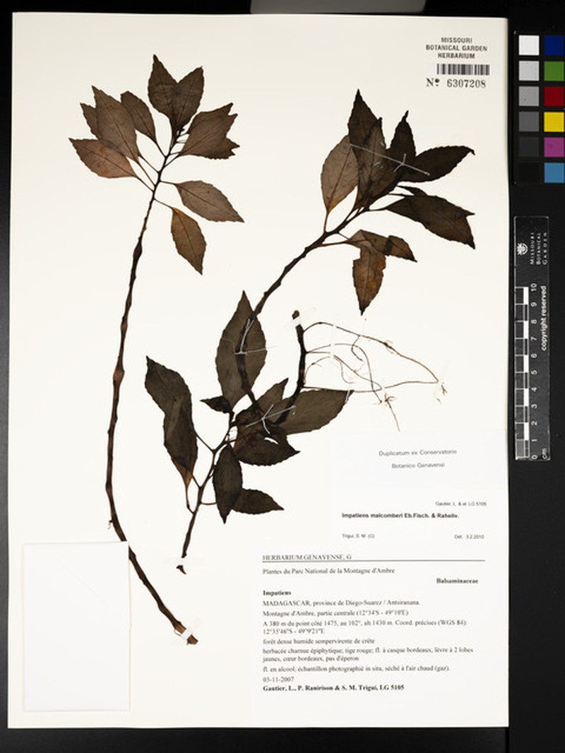 Impatiens malcomberi