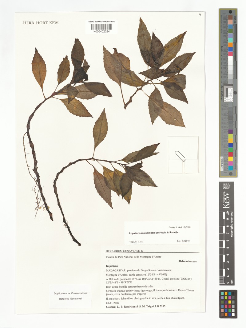Impatiens malcomberi photo 2