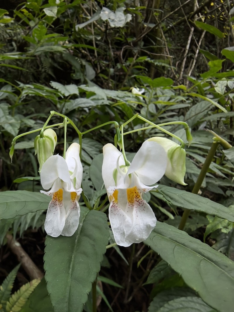 Impatiens malipoensis