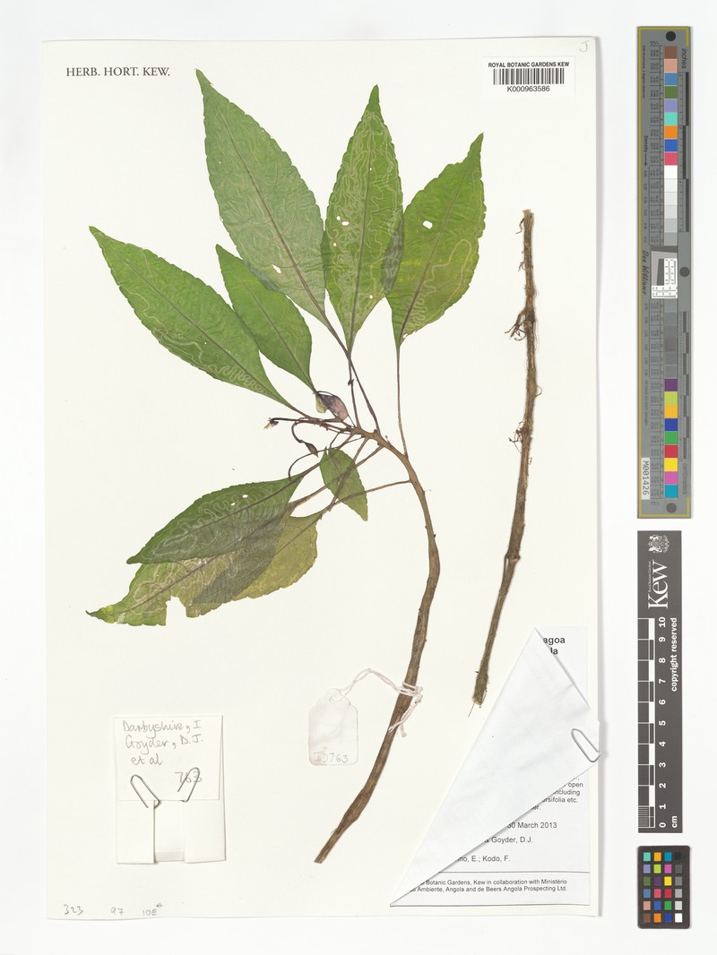 Impatiens mamasensis