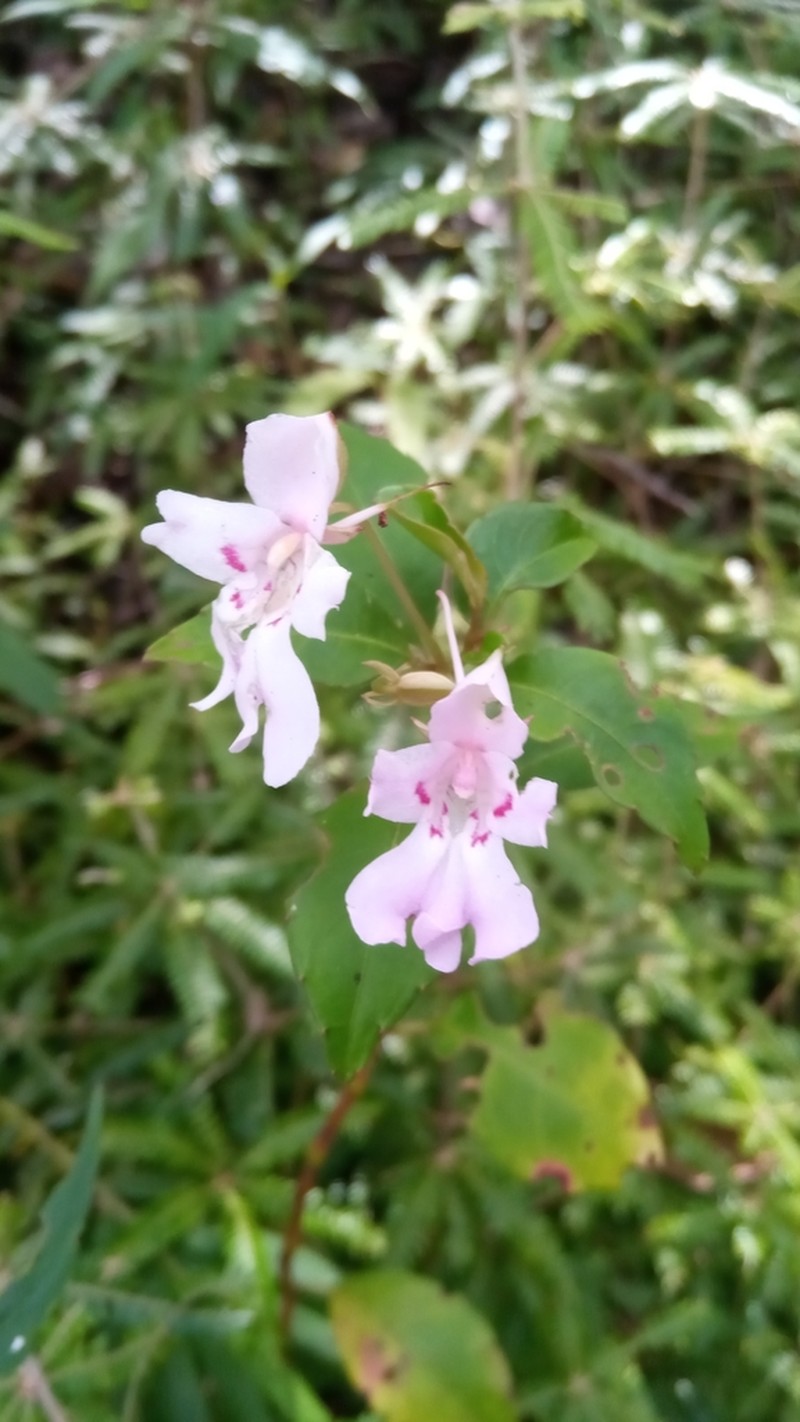 Impatiens manaharensis photo 2