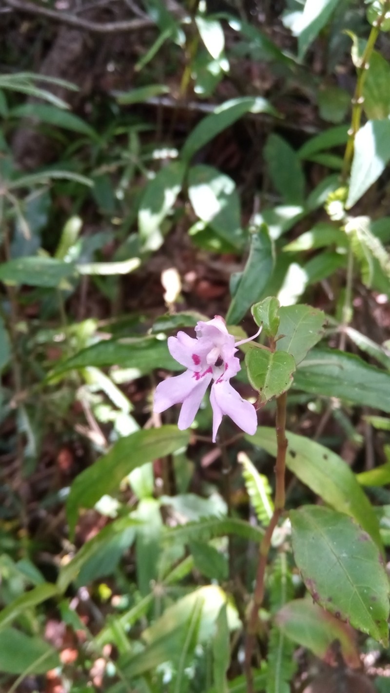 Impatiens manaharensis photo 3