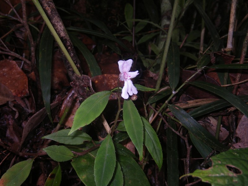 Impatiens manaharensis photo 4