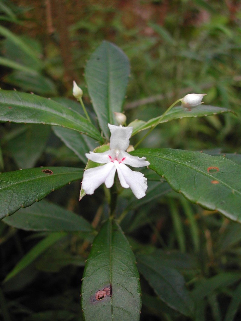Impatiens manaharensis photo 5
