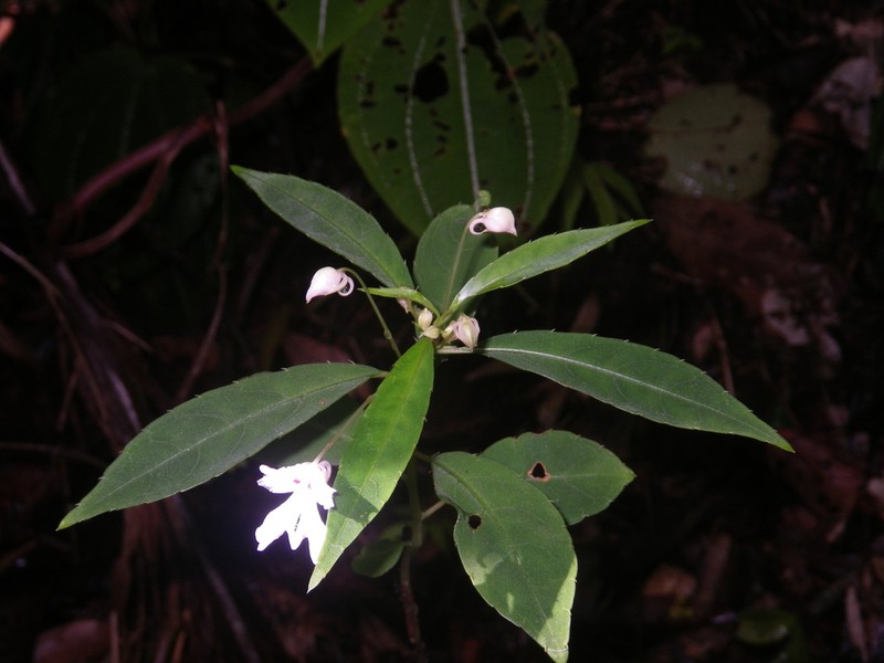 Impatiens manaharensis photo 6