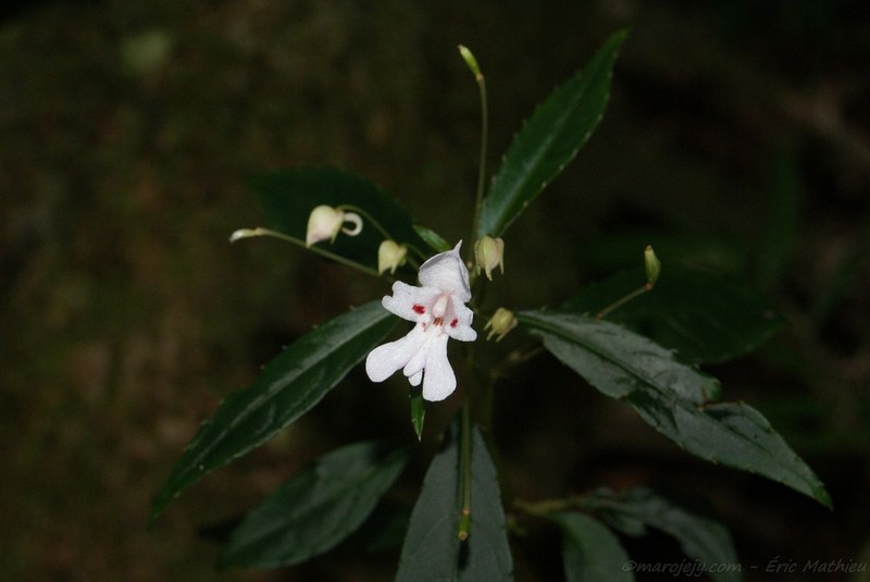 Impatiens manaharensis photo 7