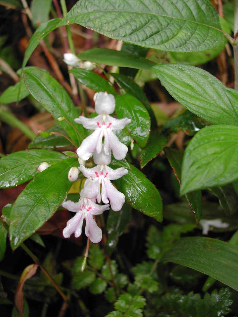Impatiens manaharensis photo 8