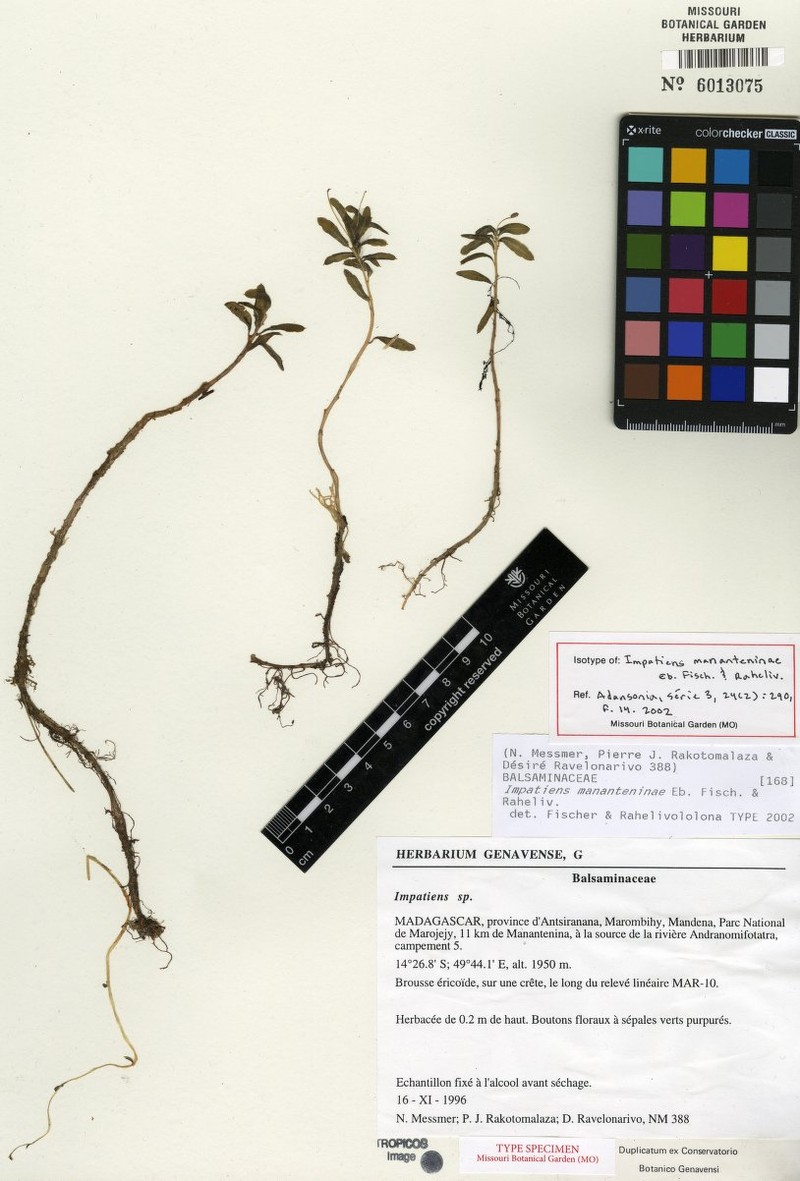 Impatiens mananteninae
