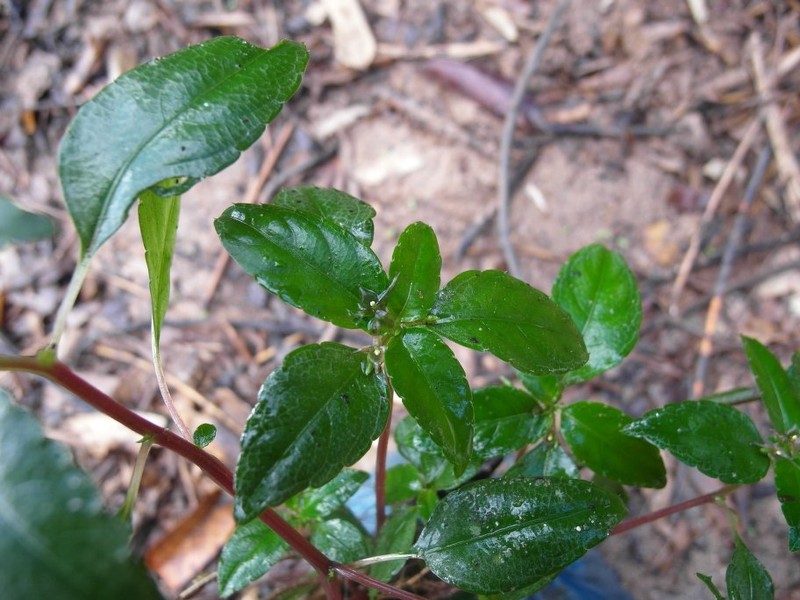 Impatiens mandrakae