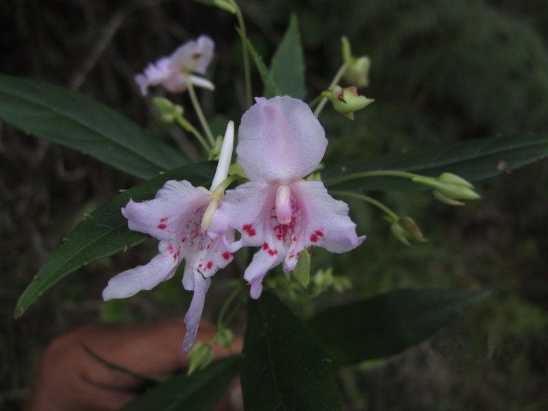Impatiens mandrarensis