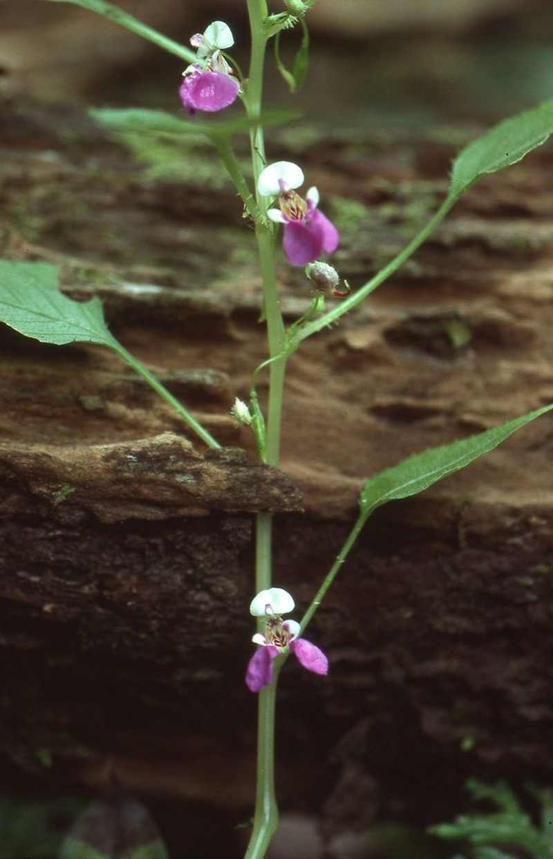 Impatiens mannii