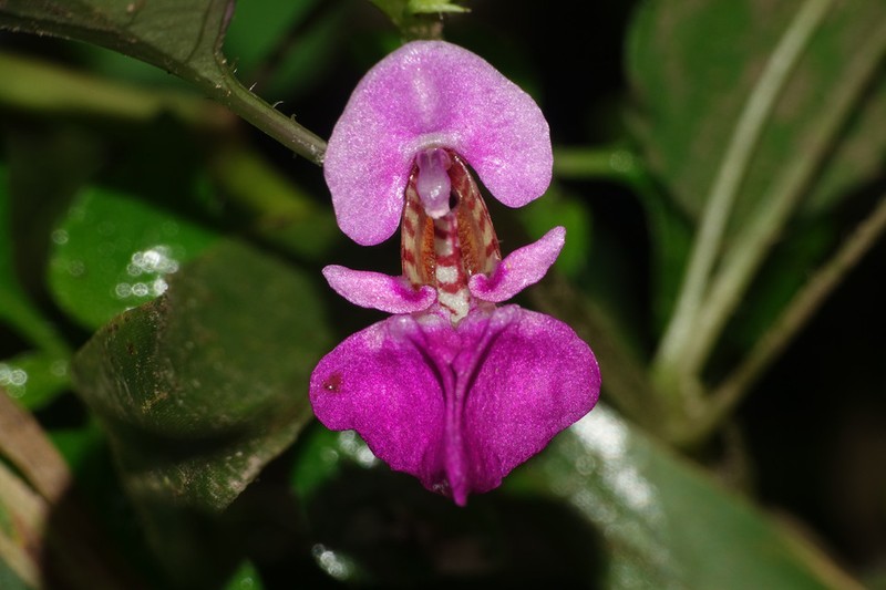 Impatiens mannii photo 2