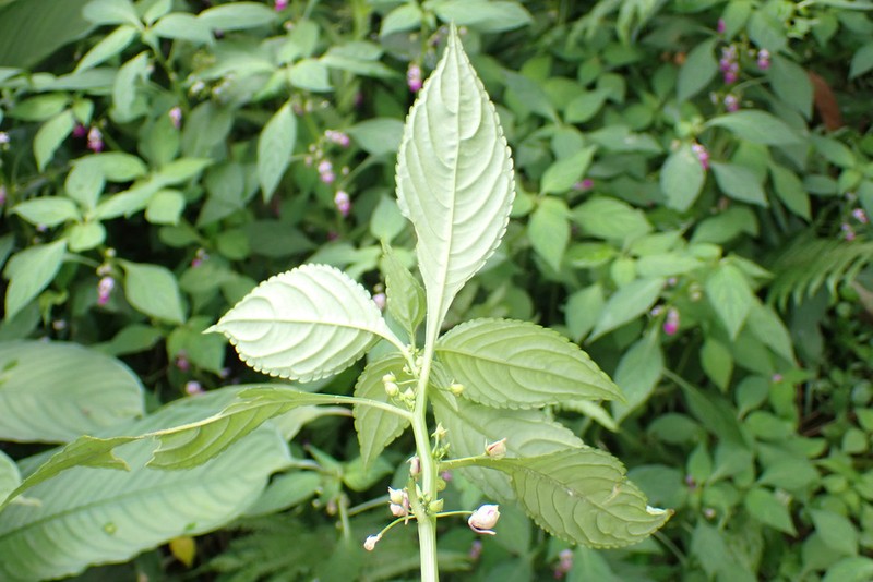 Impatiens mannii photo 3