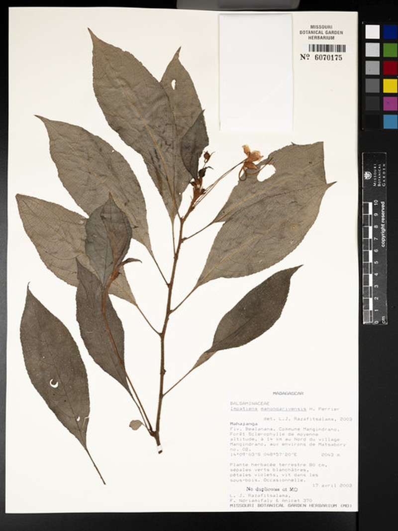 Impatiens manongarivensis