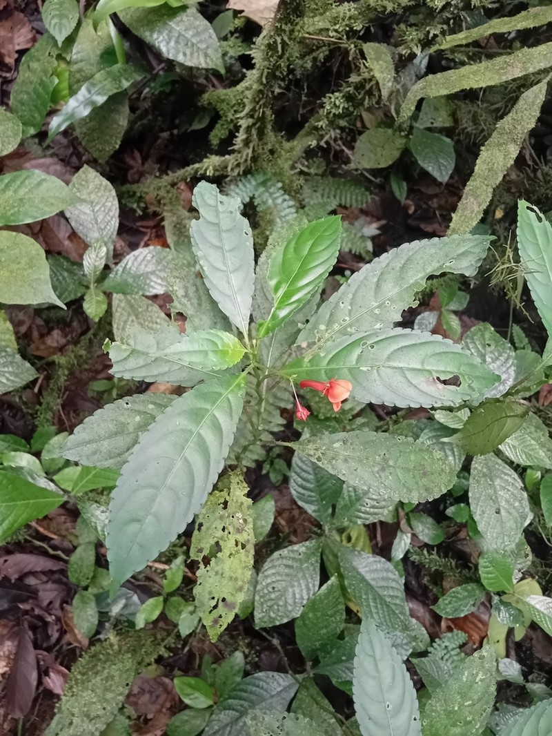 Impatiens manteroana