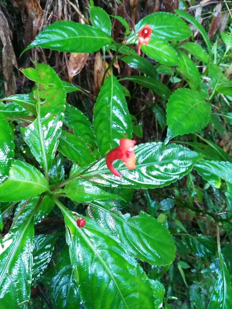Impatiens manteroana photo 2