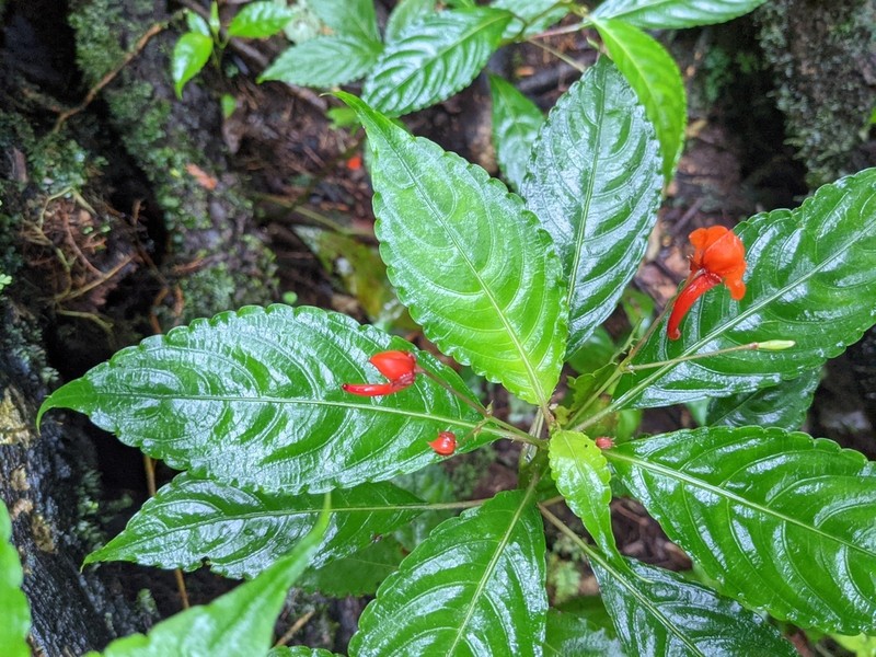 Impatiens manteroana photo 3