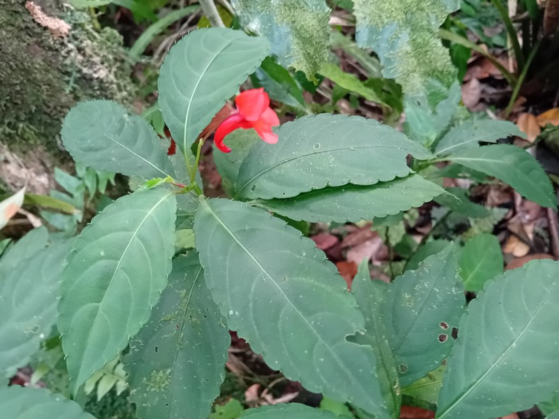 Impatiens manteroana photo 6