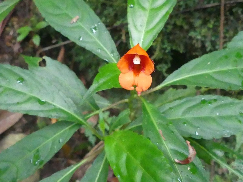 Impatiens manteroana photo 7