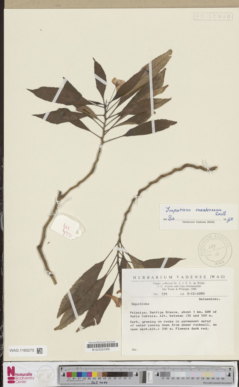 Impatiens manteroana photo 8