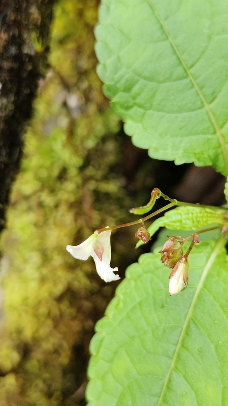 Impatiens margaritifera