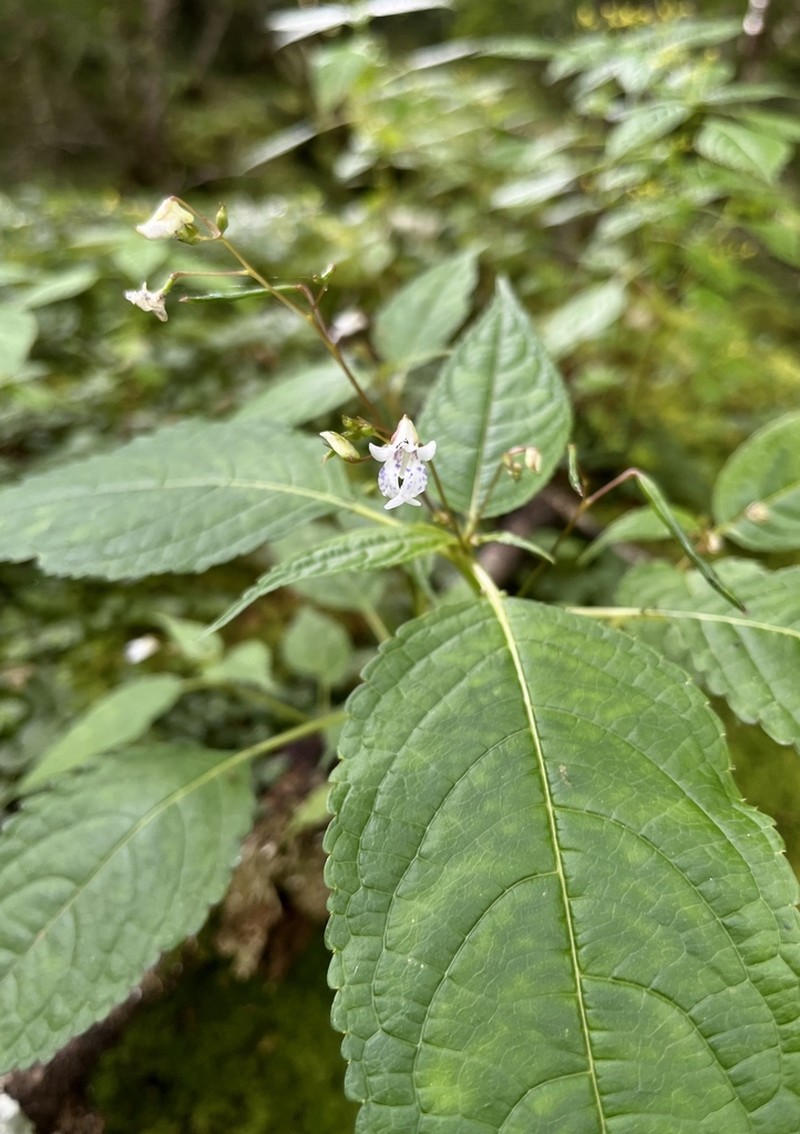 Impatiens margaritifera photo 2