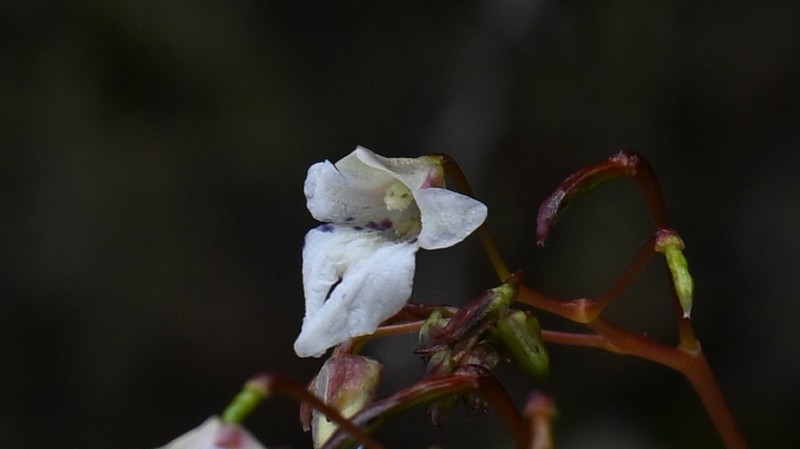 Impatiens margaritifera photo 3