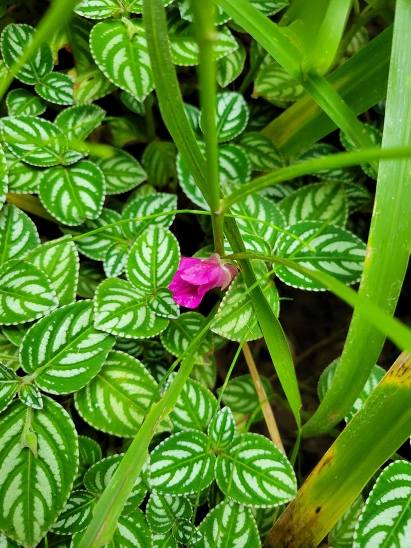 Impatiens marianae