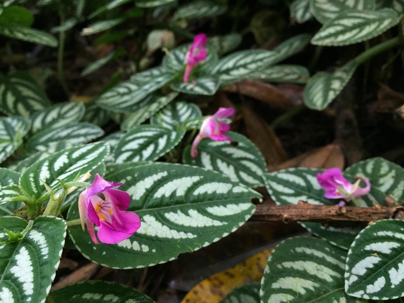 Impatiens marianae photo 2