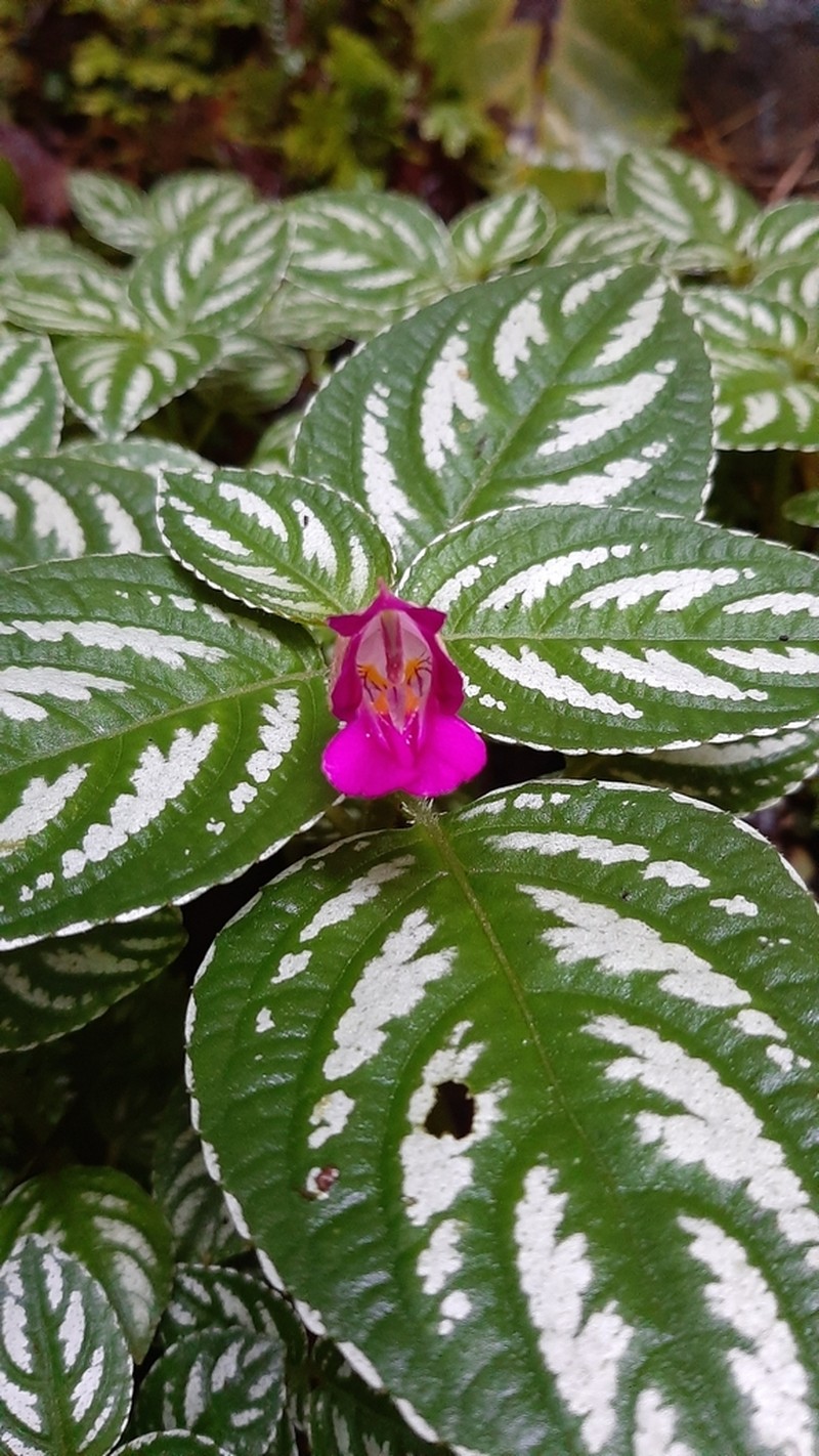 Impatiens marianae photo 3