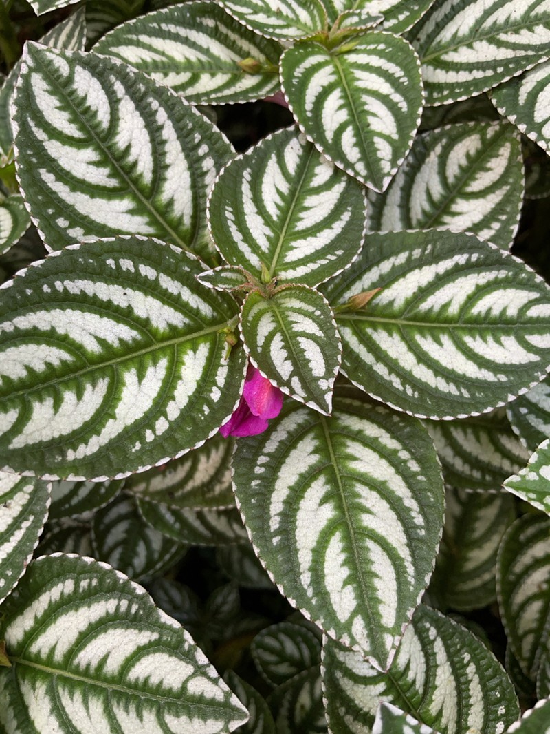 Impatiens marianae photo 4