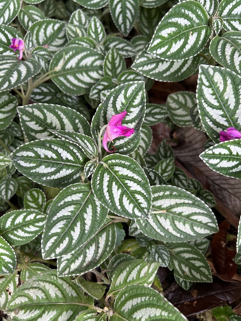 Impatiens marianae photo 5