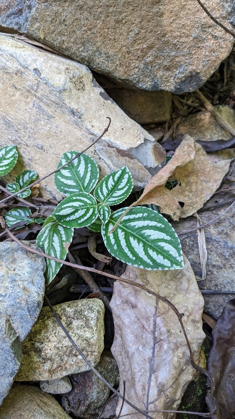 Impatiens marianae photo 6