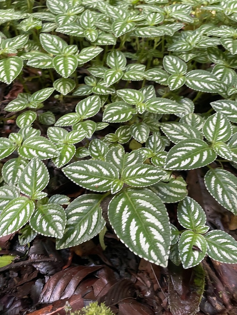 Impatiens marianae photo 7