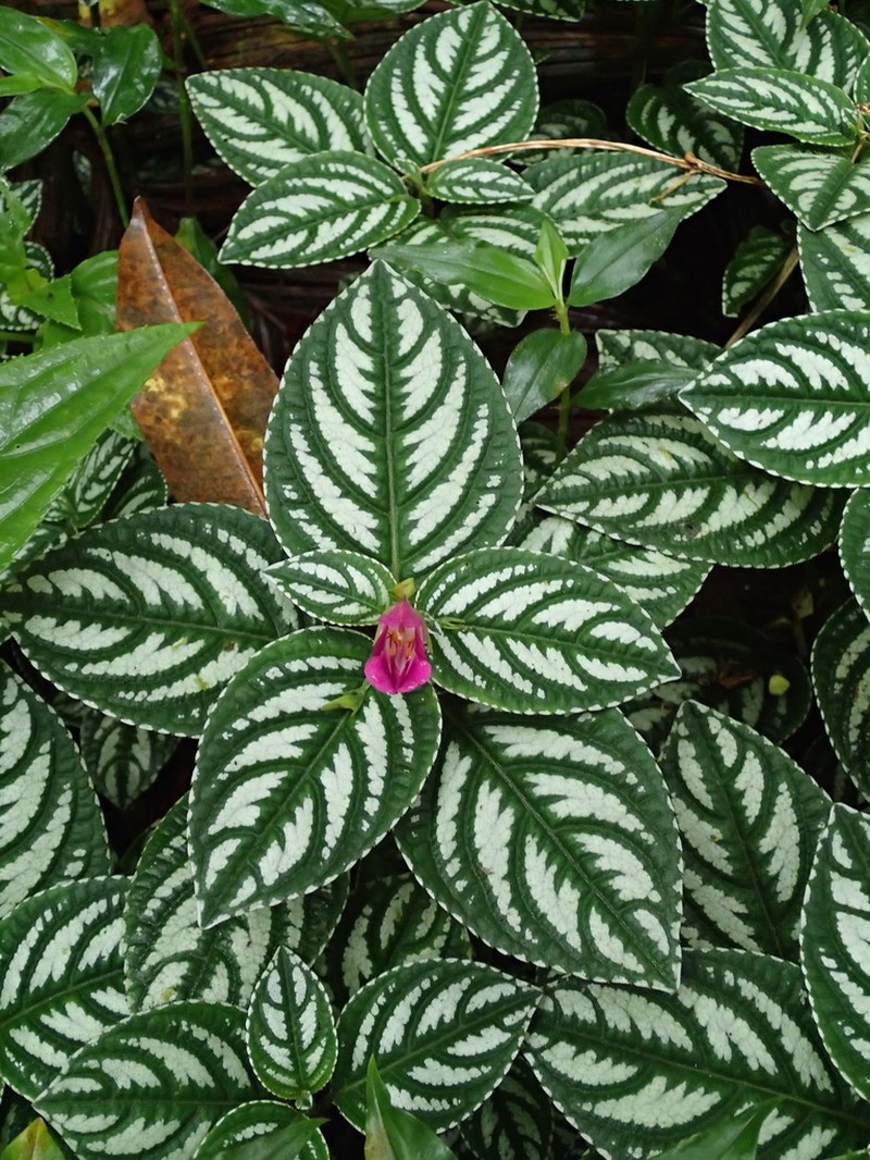 Impatiens marianae photo 8